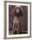 Brown Miniature Poodle Studio Portrait with Full Ears But Most of Its Hair Clipped-Adriano Bacchella-Framed Photographic Print