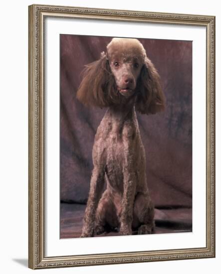 Brown Miniature Poodle Studio Portrait with Full Ears But Most of Its Hair Clipped-Adriano Bacchella-Framed Photographic Print