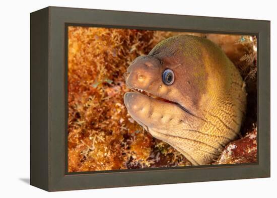 Brown moray eel, Santa Maria Island, Azores, Portugal-Franco Banfi-Framed Premier Image Canvas