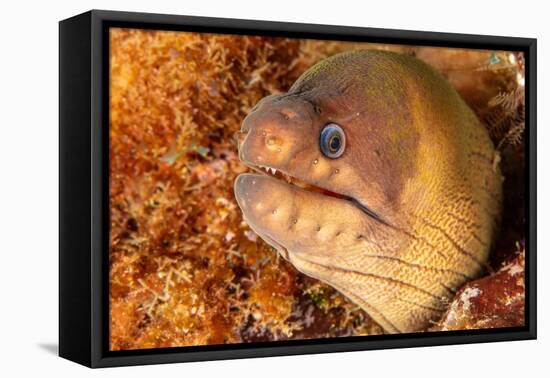 Brown moray eel, Santa Maria Island, Azores, Portugal-Franco Banfi-Framed Premier Image Canvas