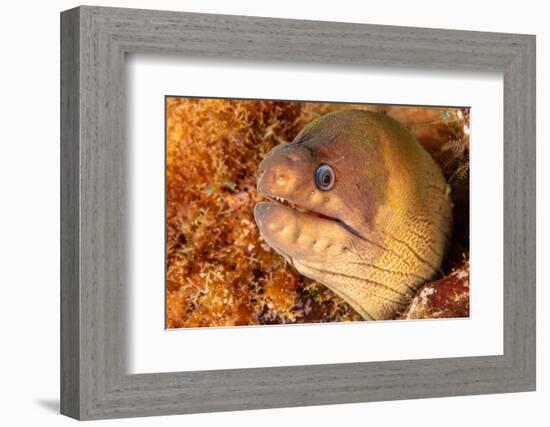 Brown moray eel, Santa Maria Island, Azores, Portugal-Franco Banfi-Framed Photographic Print