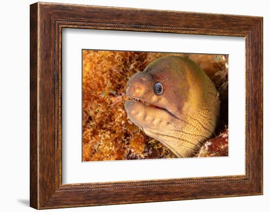 Brown moray eel, Santa Maria Island, Azores, Portugal-Franco Banfi-Framed Photographic Print