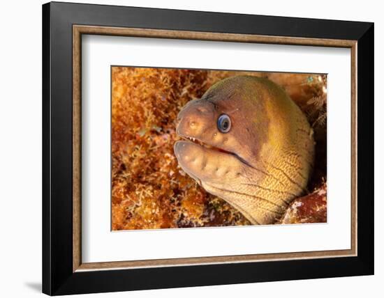 Brown moray eel, Santa Maria Island, Azores, Portugal-Franco Banfi-Framed Photographic Print
