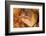 Brown moray eel, Santa Maria Island, Azores, Portugal-Franco Banfi-Framed Photographic Print