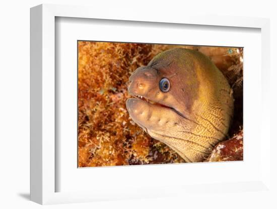 Brown moray eel, Santa Maria Island, Azores, Portugal-Franco Banfi-Framed Photographic Print