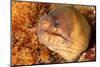 Brown moray eel, Santa Maria Island, Azores, Portugal-Franco Banfi-Mounted Photographic Print