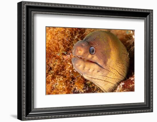 Brown moray eel, Santa Maria Island, Azores, Portugal-Franco Banfi-Framed Photographic Print