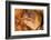 Brown moray eel, Santa Maria Island, Azores, Portugal-Franco Banfi-Framed Photographic Print