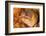 Brown moray eel, Santa Maria Island, Azores, Portugal-Franco Banfi-Framed Photographic Print