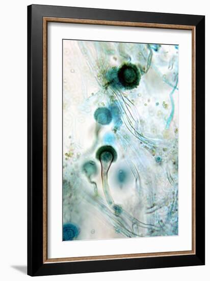 Brown Mould Fungus, Light Micrograph-Dr. Keith Wheeler-Framed Photographic Print