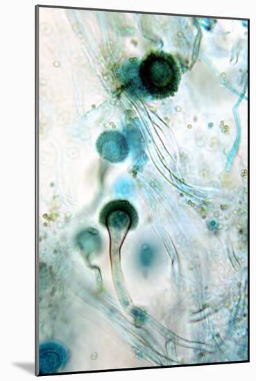 Brown Mould Fungus, Light Micrograph-Dr. Keith Wheeler-Mounted Photographic Print