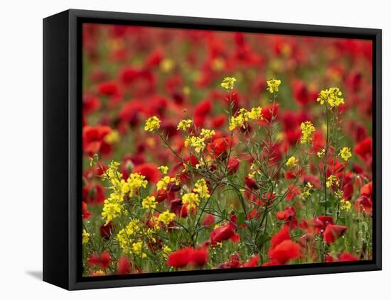 Brown Mustard (Brassica Juncea)-Adrian Bicker-Framed Premier Image Canvas