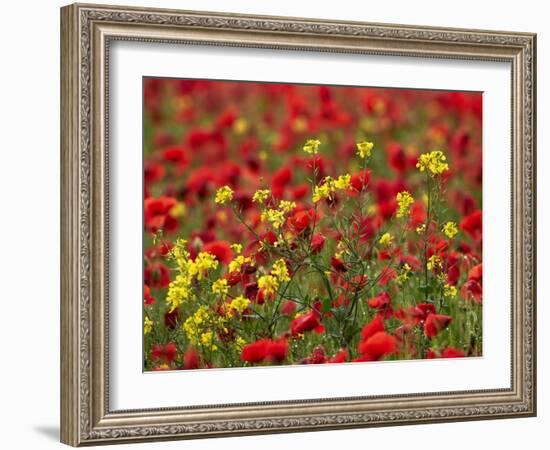 Brown Mustard (Brassica Juncea)-Adrian Bicker-Framed Photographic Print