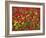 Brown Mustard (Brassica Juncea)-Adrian Bicker-Framed Photographic Print