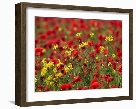 Brown Mustard (Brassica Juncea)-Adrian Bicker-Framed Photographic Print