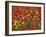 Brown Mustard (Brassica Juncea)-Adrian Bicker-Framed Photographic Print