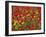 Brown Mustard (Brassica Juncea)-Adrian Bicker-Framed Photographic Print