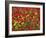 Brown Mustard (Brassica Juncea)-Adrian Bicker-Framed Photographic Print