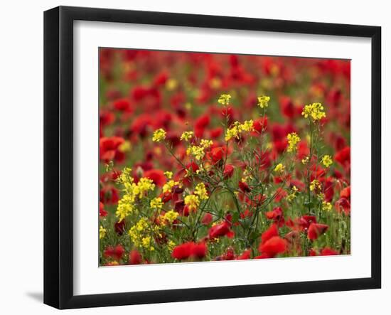 Brown Mustard (Brassica Juncea)-Adrian Bicker-Framed Photographic Print