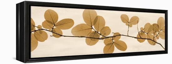 Brown Myrtle Moments-Albert Koetsier-Framed Stretched Canvas