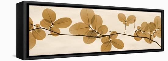 Brown Myrtle Moments-Albert Koetsier-Framed Stretched Canvas