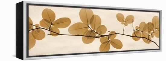 Brown Myrtle Moments-Albert Koetsier-Framed Stretched Canvas