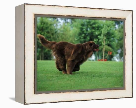 Brown Newfoundland Dog Running-Adriano Bacchella-Framed Premier Image Canvas