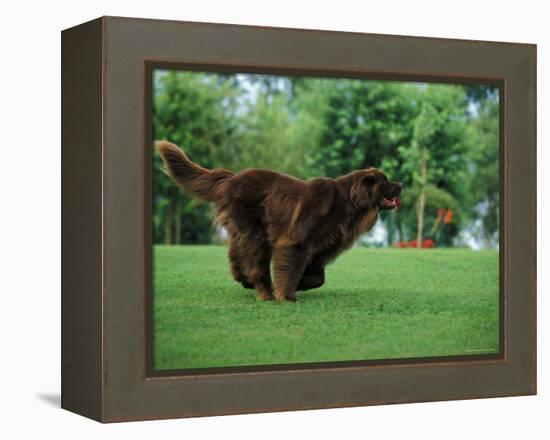 Brown Newfoundland Dog Running-Adriano Bacchella-Framed Premier Image Canvas