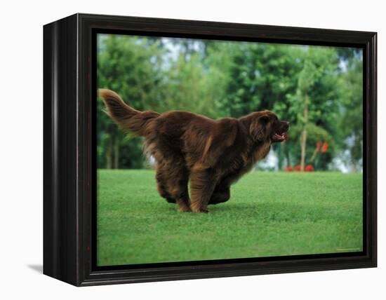 Brown Newfoundland Dog Running-Adriano Bacchella-Framed Premier Image Canvas