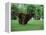 Brown Newfoundland Dog Running-Adriano Bacchella-Framed Premier Image Canvas