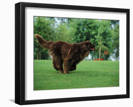 Brown Newfoundland Dog Running-Adriano Bacchella-Framed Photographic Print