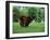 Brown Newfoundland Dog Running-Adriano Bacchella-Framed Photographic Print