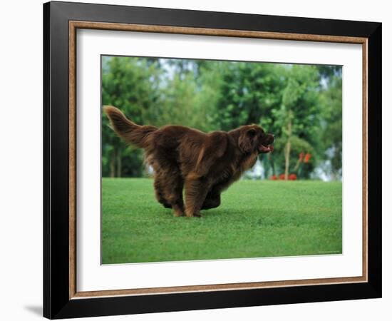 Brown Newfoundland Dog Running-Adriano Bacchella-Framed Photographic Print