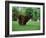 Brown Newfoundland Dog Running-Adriano Bacchella-Framed Photographic Print