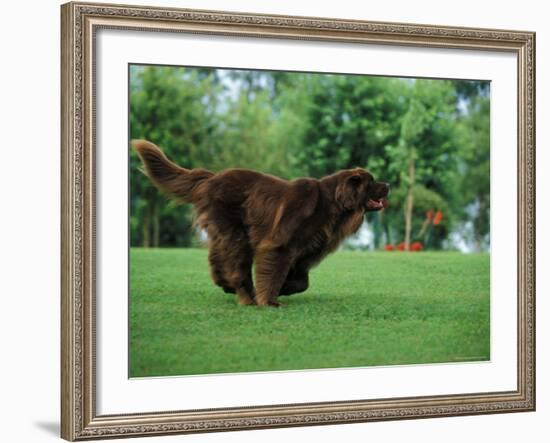 Brown Newfoundland Dog Running-Adriano Bacchella-Framed Photographic Print