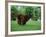 Brown Newfoundland Dog Running-Adriano Bacchella-Framed Photographic Print