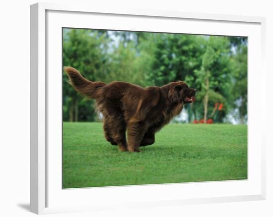 Brown Newfoundland Dog Running-Adriano Bacchella-Framed Photographic Print