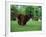 Brown Newfoundland Dog Running-Adriano Bacchella-Framed Photographic Print