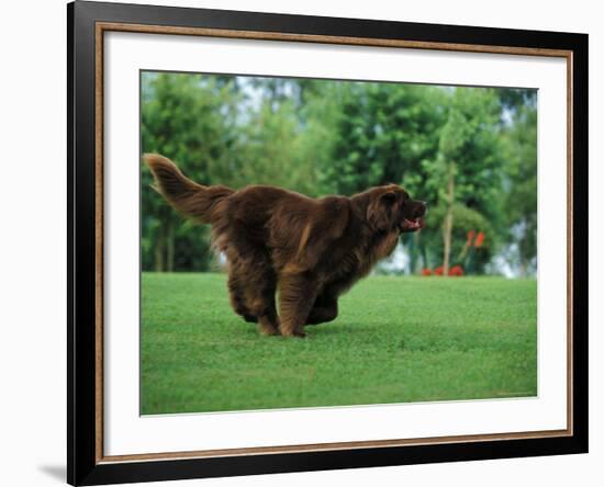 Brown Newfoundland Dog Running-Adriano Bacchella-Framed Photographic Print