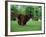 Brown Newfoundland Dog Running-Adriano Bacchella-Framed Photographic Print