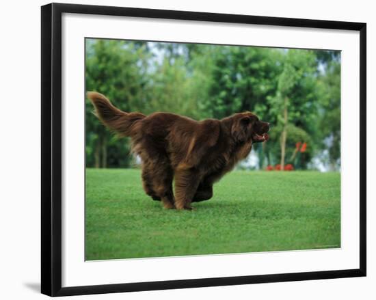 Brown Newfoundland Dog Running-Adriano Bacchella-Framed Photographic Print