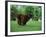 Brown Newfoundland Dog Running-Adriano Bacchella-Framed Photographic Print