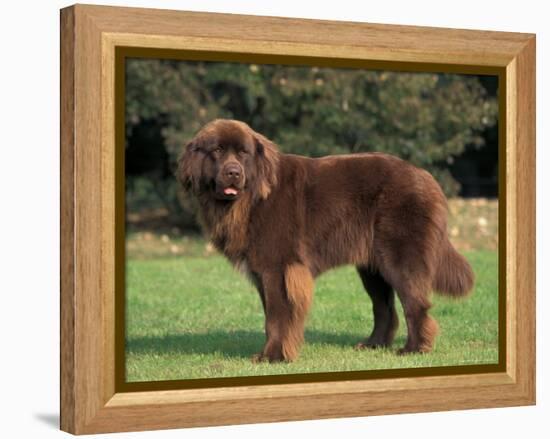 Brown Newfoundland Portrait-Adriano Bacchella-Framed Premier Image Canvas