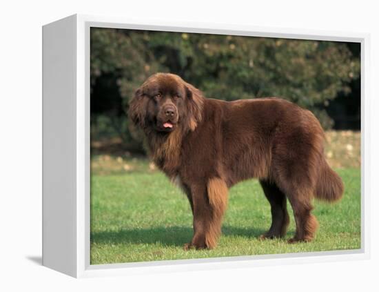 Brown Newfoundland Portrait-Adriano Bacchella-Framed Premier Image Canvas