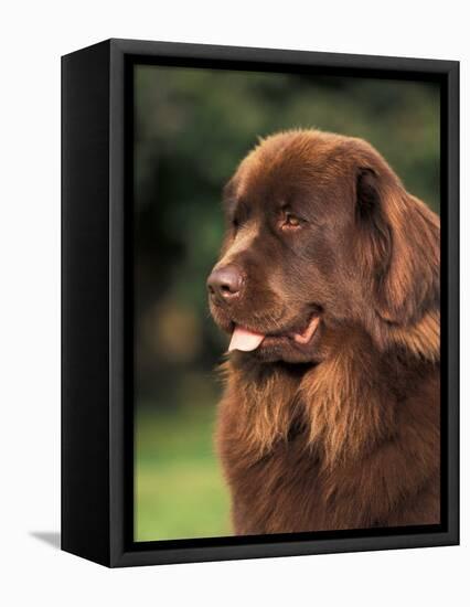 Brown Newfoundland Portrait-Adriano Bacchella-Framed Premier Image Canvas