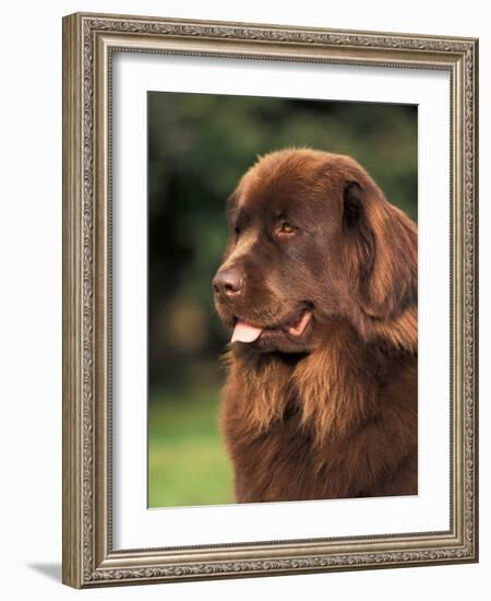 Brown Newfoundland Portrait-Adriano Bacchella-Framed Photographic Print