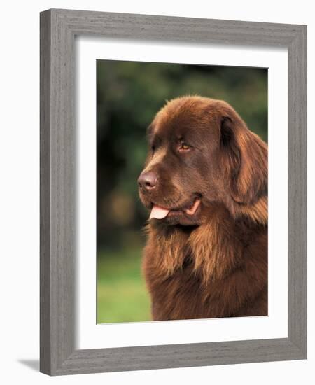 Brown Newfoundland Portrait-Adriano Bacchella-Framed Photographic Print