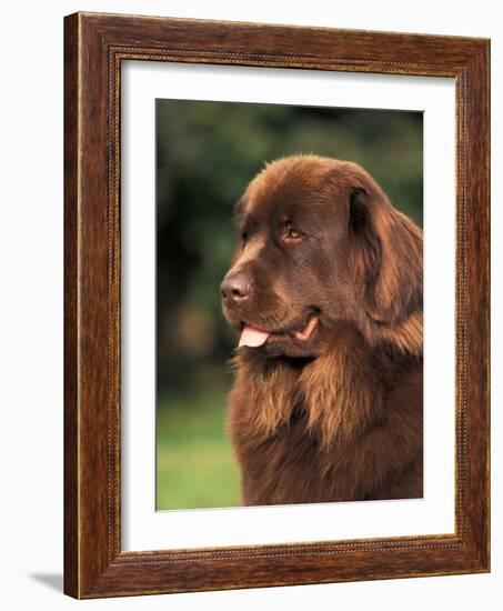 Brown Newfoundland Portrait-Adriano Bacchella-Framed Photographic Print