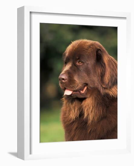 Brown Newfoundland Portrait-Adriano Bacchella-Framed Photographic Print