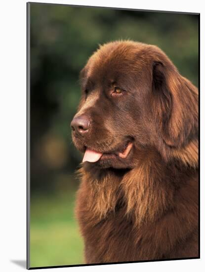 Brown Newfoundland Portrait-Adriano Bacchella-Mounted Photographic Print